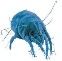 EMPRESA DE FUMIGACION DE ACAROS EN EL DF